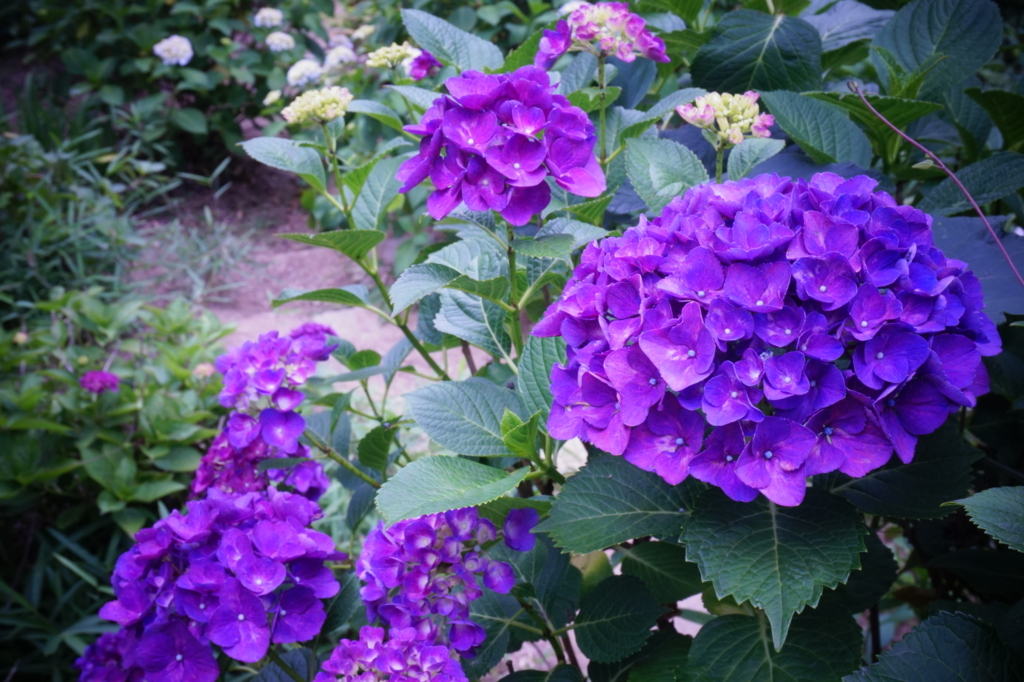 f:id:taroandjiro:20170618215341j:plain f:id:taroandjiro:20170618215341j:plain