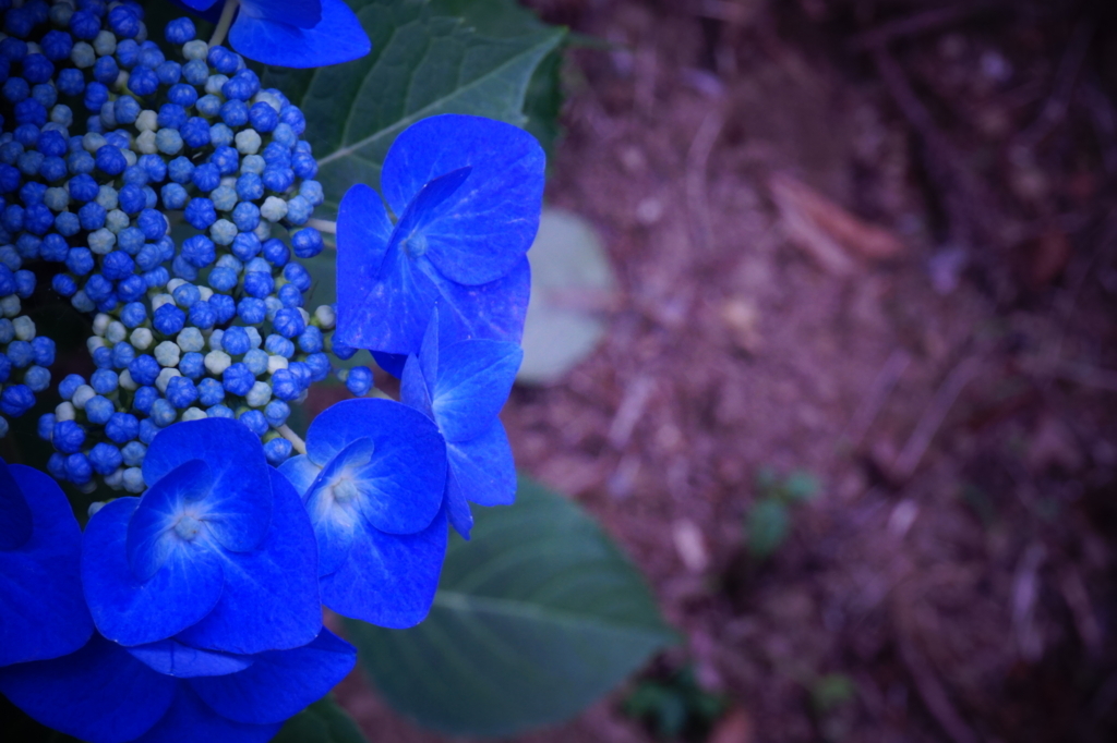 f:id:taroandjiro:20170618215700j:plain f:id:taroandjiro:20170618215700j:plain