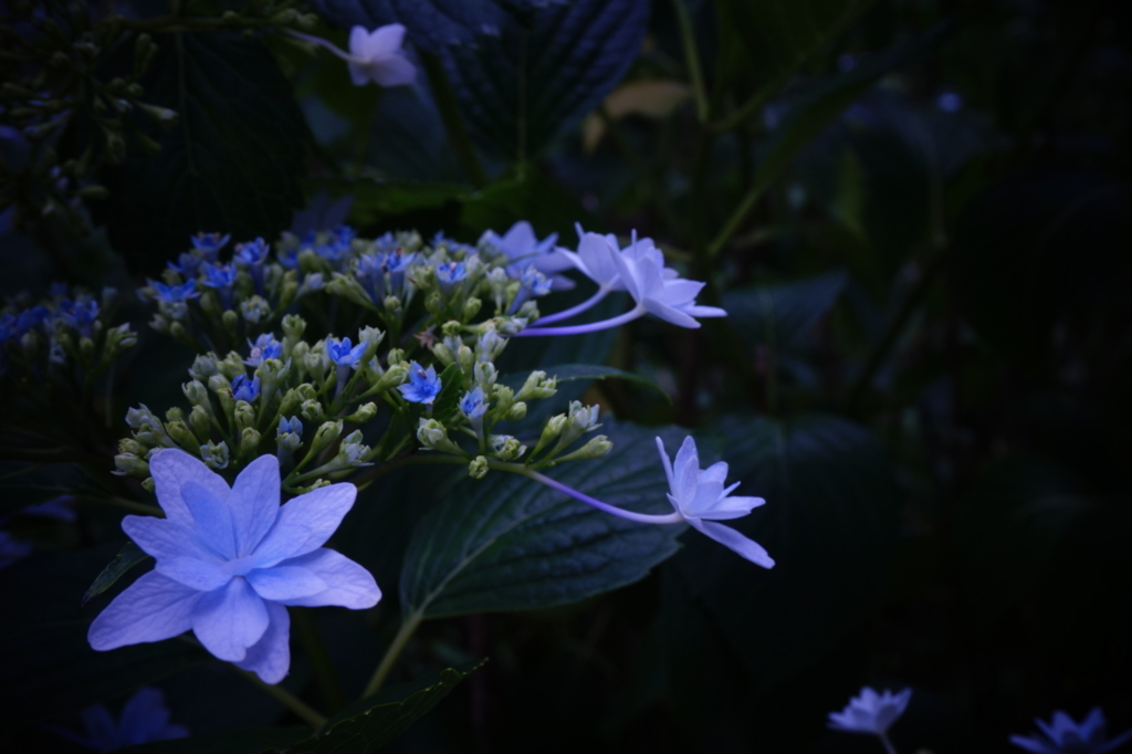 f:id:taroandjiro:20170618215739j:plain f:id:taroandjiro:20170618215739j:plain