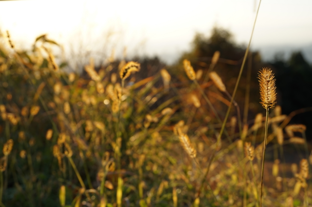 f:id:taroandjiro:20171105180259j:plain f:id:taroandjiro:20171105180259j:plain