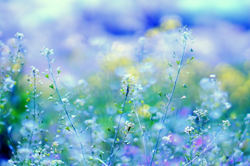 f:id:taroandjiro:20180401125708j:plain f:id:taroandjiro:20180401125708j:plain