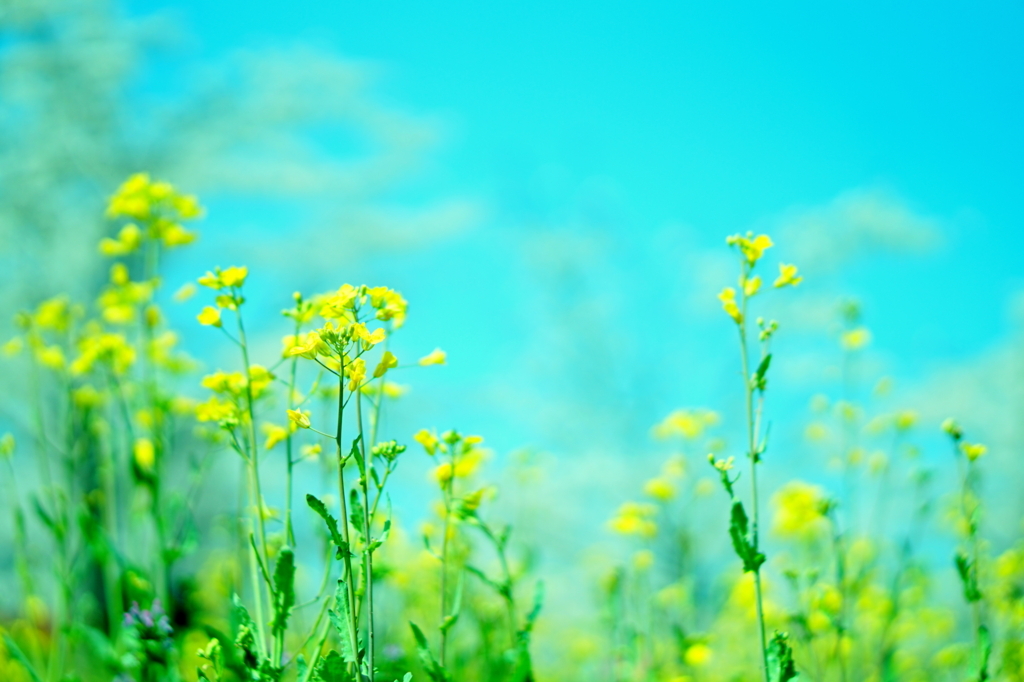 f:id:taroandjiro:20180401125801j:plain f:id:taroandjiro:20180401125801j:plain