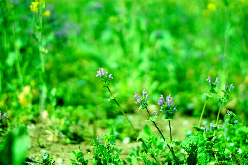 f:id:taroandjiro:20180401125834j:plain f:id:taroandjiro:20180401125834j:plain