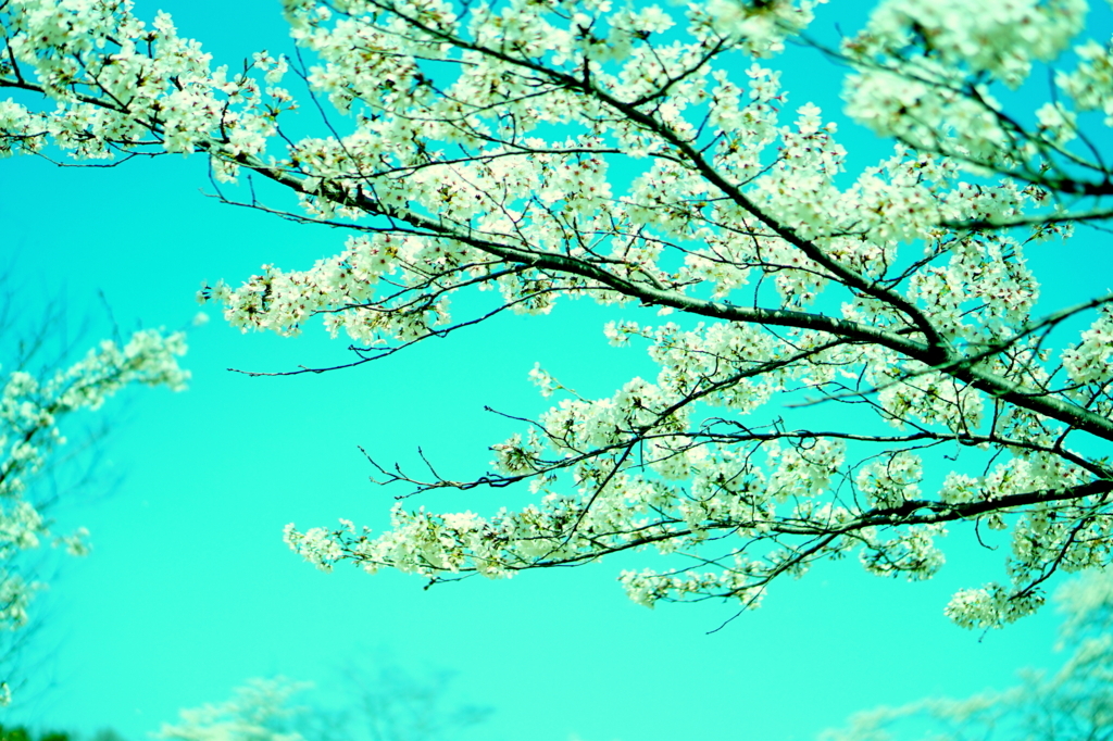 f:id:taroandjiro:20180401125903j:plain f:id:taroandjiro:20180401125903j:plain