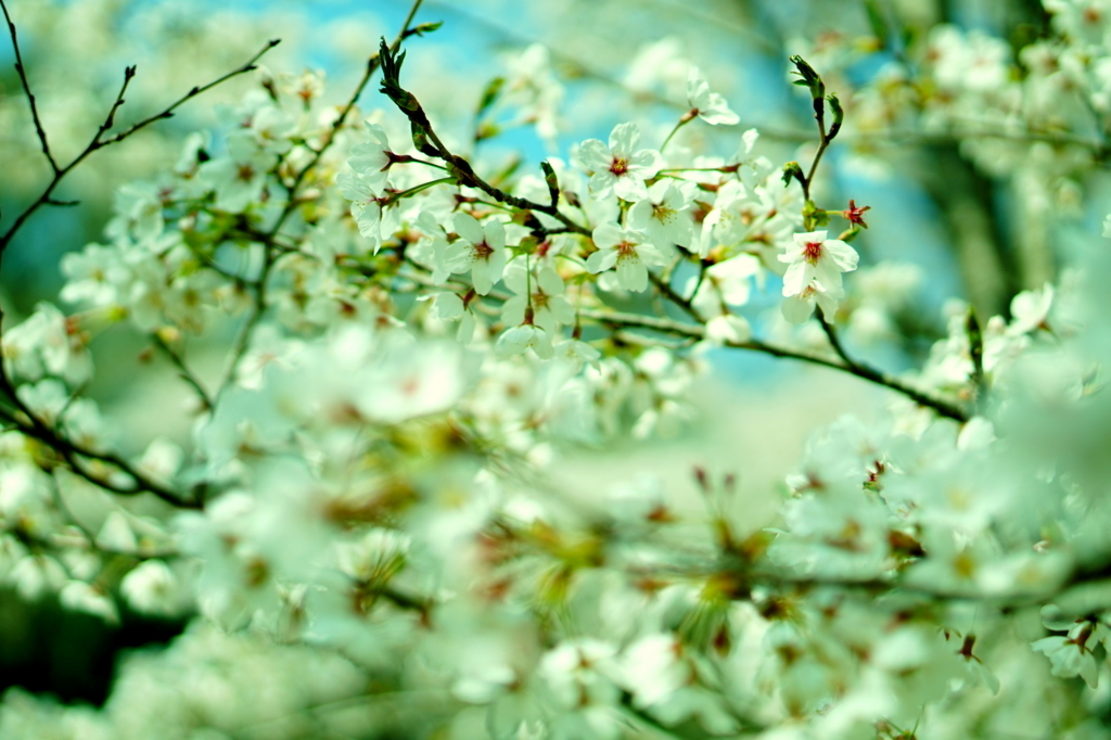 f:id:taroandjiro:20180401125937j:plain f:id:taroandjiro:20180401125937j:plain