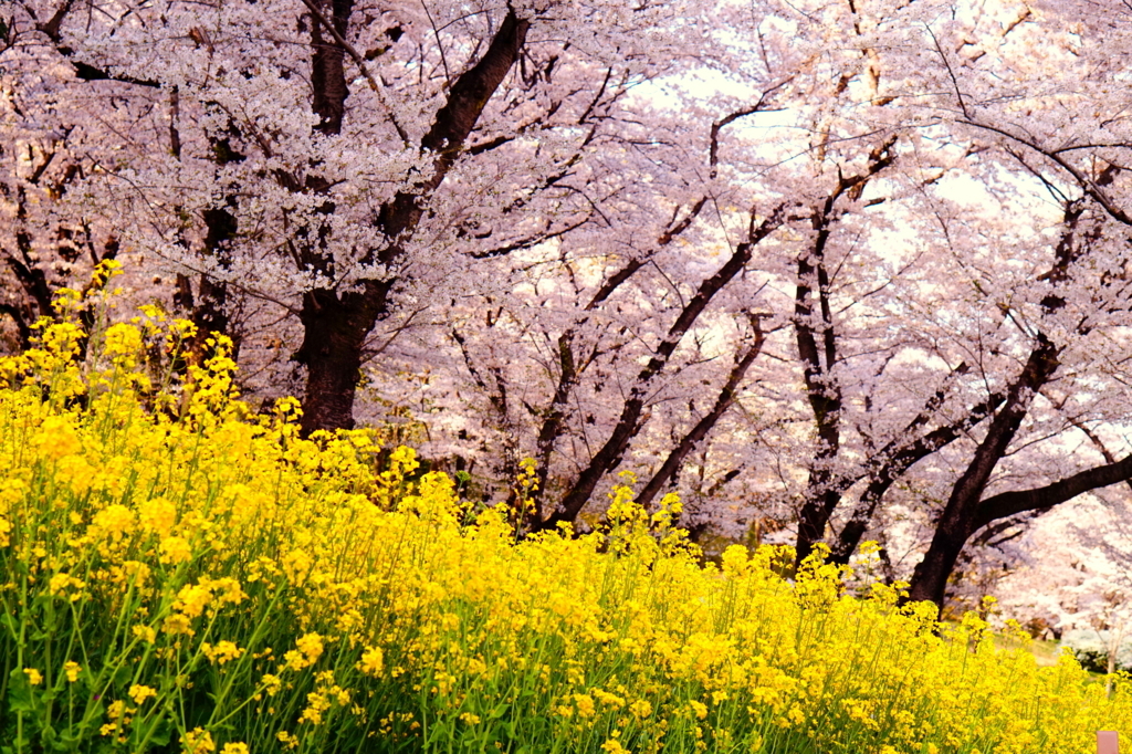 f:id:taroandjiro:20180401130200j:plain f:id:taroandjiro:20180401130200j:plain