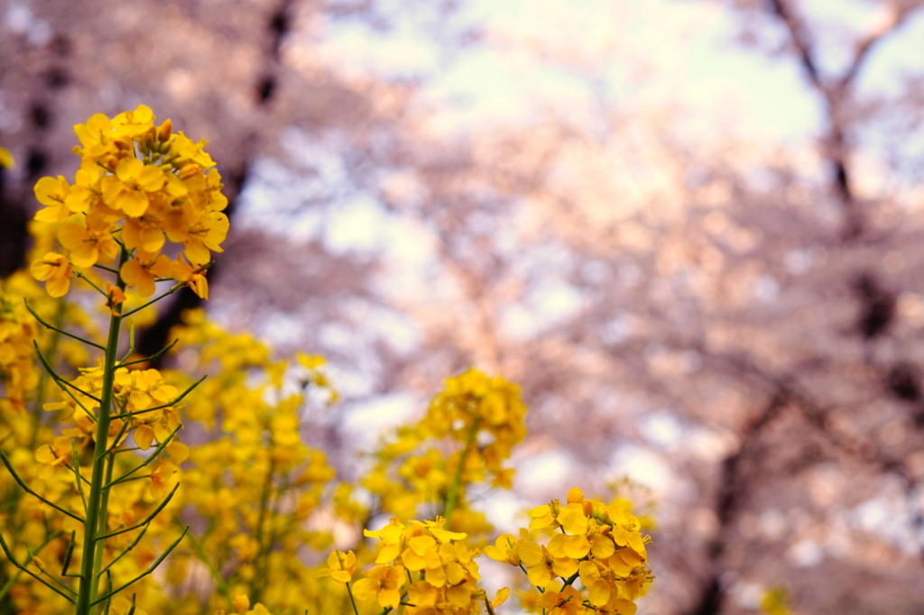 f:id:taroandjiro:20180401130237j:plain f:id:taroandjiro:20180401130237j:plain