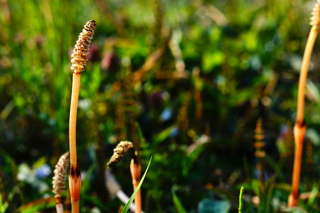 f:id:taroandjiro:20180401130424j:plain f:id:taroandjiro:20180401130424j:plain