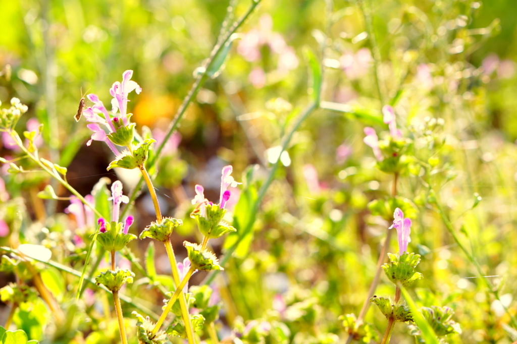 f:id:taroandjiro:20180401130454j:plain f:id:taroandjiro:20180401130454j:plain