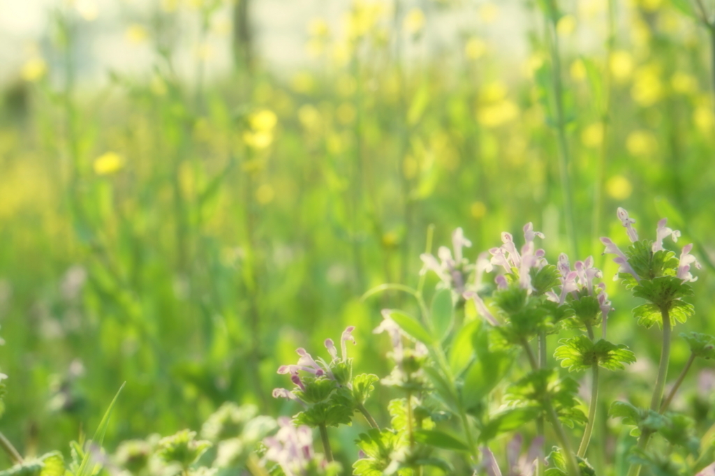 f:id:taroandjiro:20180401130529j:plain f:id:taroandjiro:20180401130529j:plain