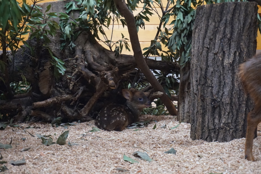 f:id:taroandjiro:20180701221143j:plain f:id:taroandjiro:20180701221143j:plain