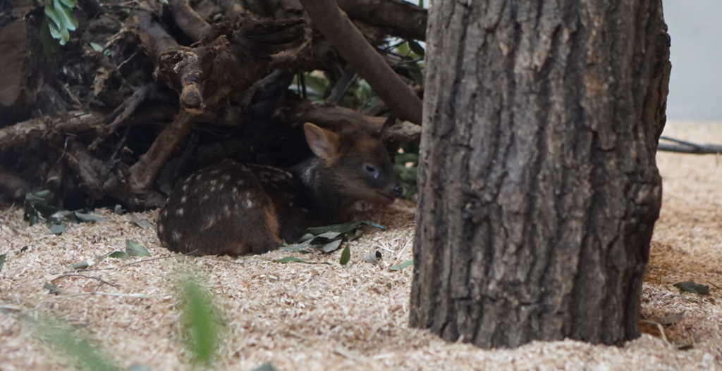 f:id:taroandjiro:20180701221216j:plain f:id:taroandjiro:20180701221216j:plain