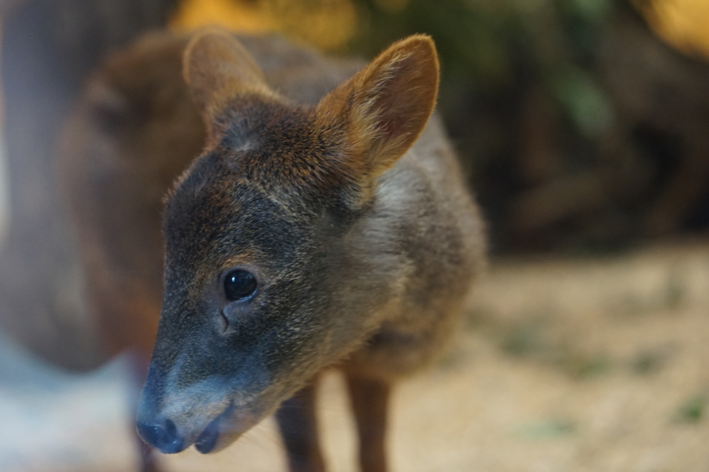 f:id:taroandjiro:20180701221336j:plain f:id:taroandjiro:20180701221336j:plain