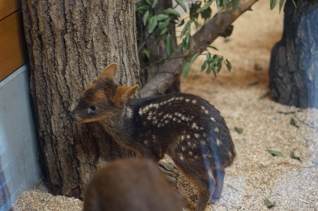 f:id:taroandjiro:20180701221412j:plain f:id:taroandjiro:20180701221412j:plain