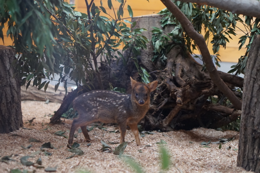 f:id:taroandjiro:20180701221518j:plain f:id:taroandjiro:20180701221518j:plain