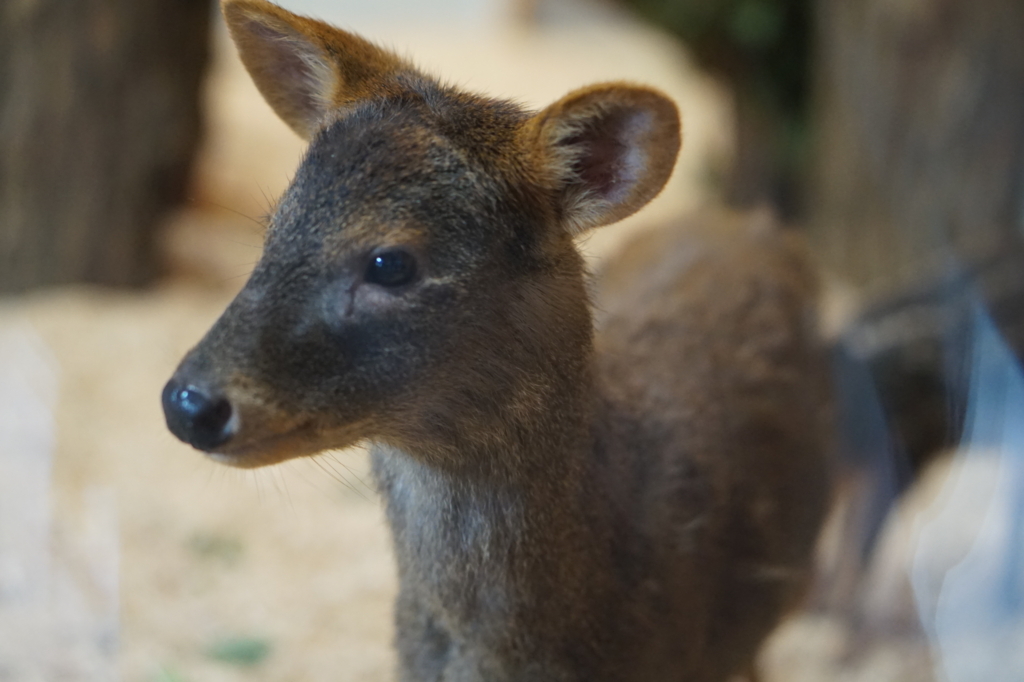 f:id:taroandjiro:20180701221552j:plain f:id:taroandjiro:20180701221552j:plain