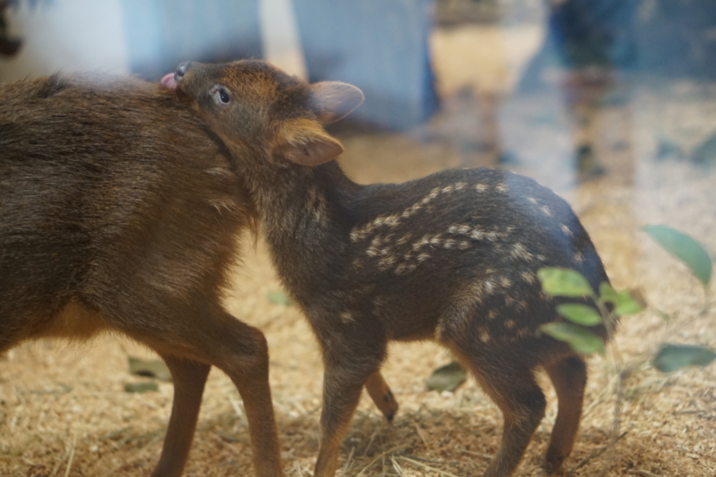 f:id:taroandjiro:20180701221626j:plain f:id:taroandjiro:20180701221626j:plain