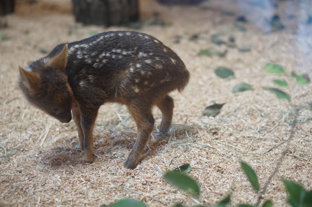 f:id:taroandjiro:20180701221712j:plain f:id:taroandjiro:20180701221712j:plain