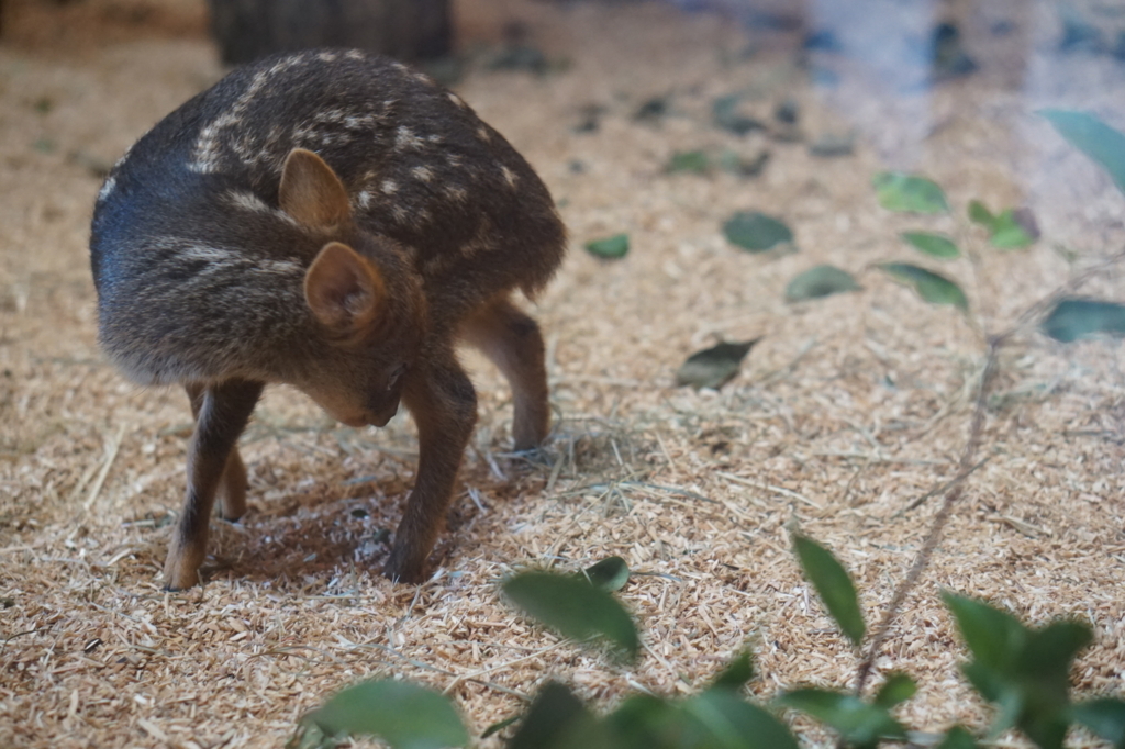 f:id:taroandjiro:20180701221747j:plain f:id:taroandjiro:20180701221747j:plain