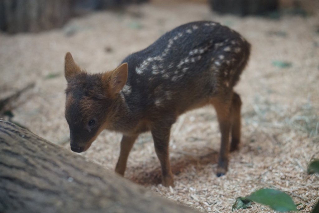 f:id:taroandjiro:20180701221850j:plain f:id:taroandjiro:20180701221850j:plain