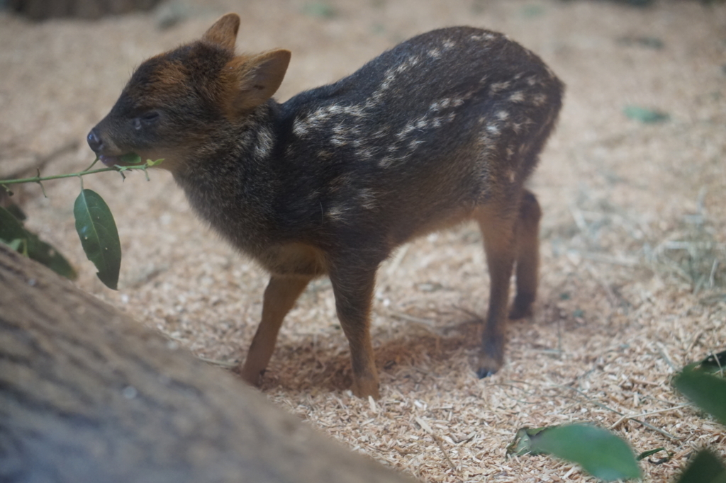f:id:taroandjiro:20180701221926j:plain f:id:taroandjiro:20180701221926j:plain