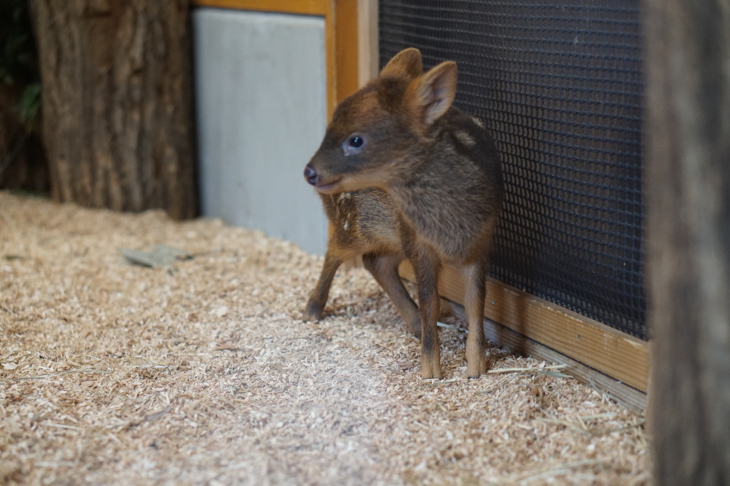 f:id:taroandjiro:20180701221957j:plain f:id:taroandjiro:20180701221957j:plain