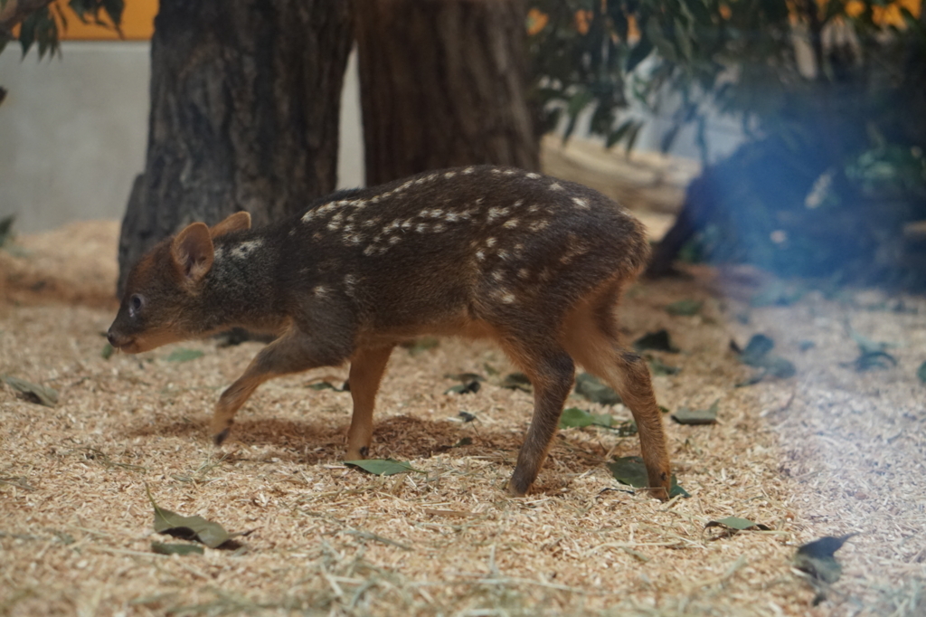 f:id:taroandjiro:20180701222034j:plain f:id:taroandjiro:20180701222034j:plain