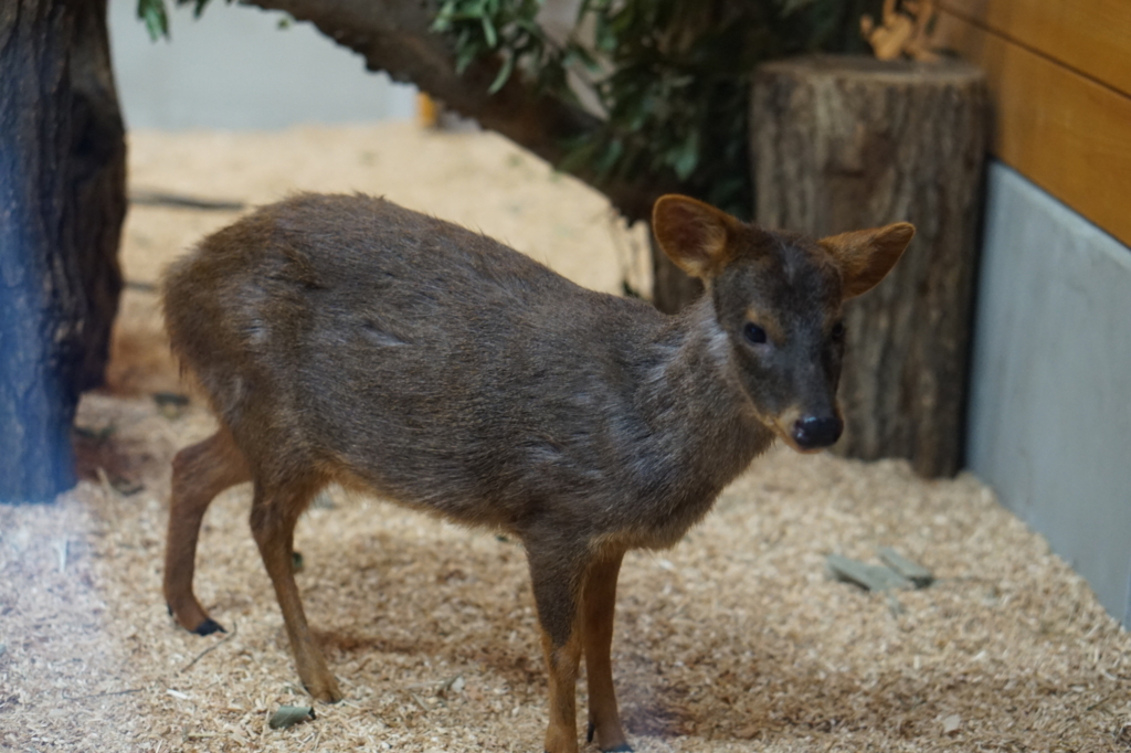 f:id:taroandjiro:20180701222116j:plain f:id:taroandjiro:20180701222116j:plain