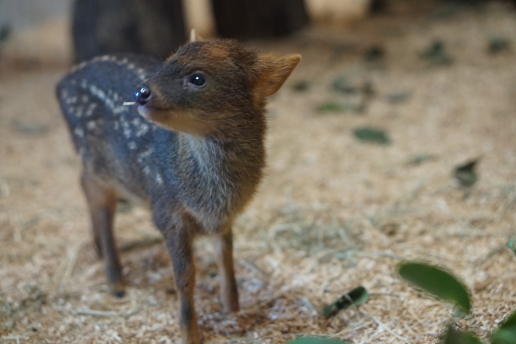 f:id:taroandjiro:20180701222152j:plain f:id:taroandjiro:20180701222152j:plain