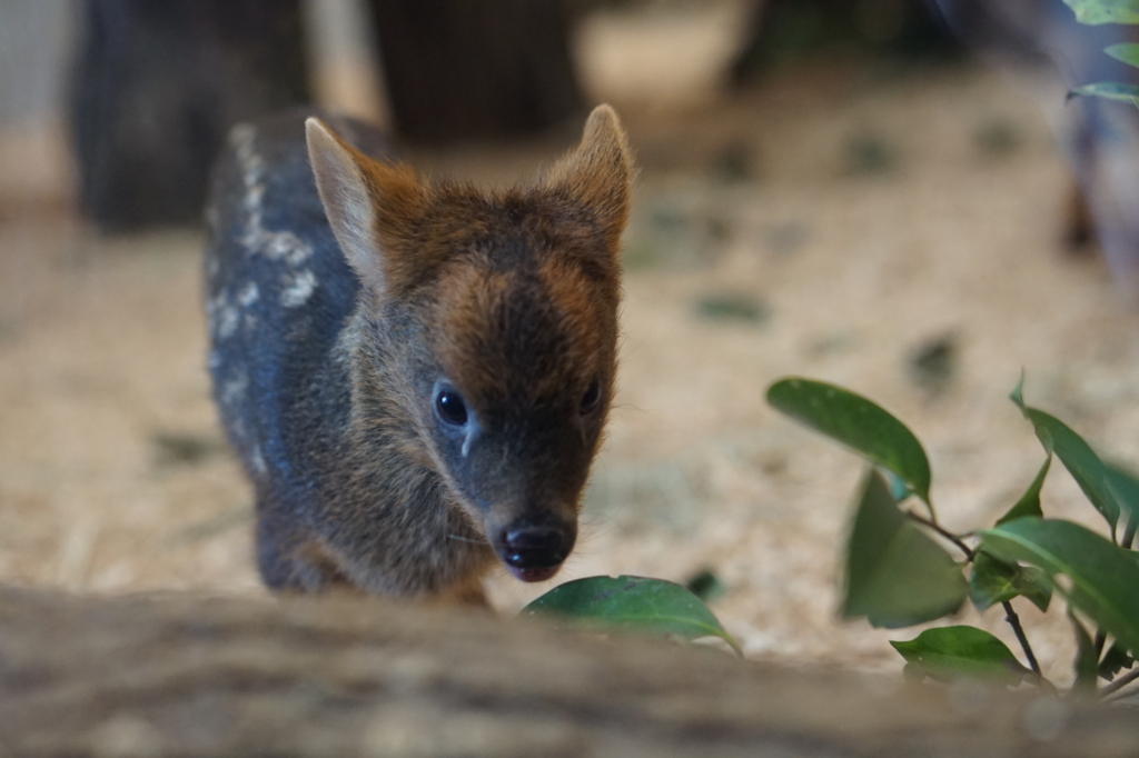 f:id:taroandjiro:20180701222227j:plain f:id:taroandjiro:20180701222227j:plain