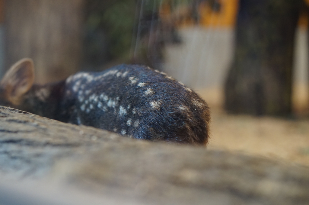 f:id:taroandjiro:20180701222259j:plain f:id:taroandjiro:20180701222259j:plain