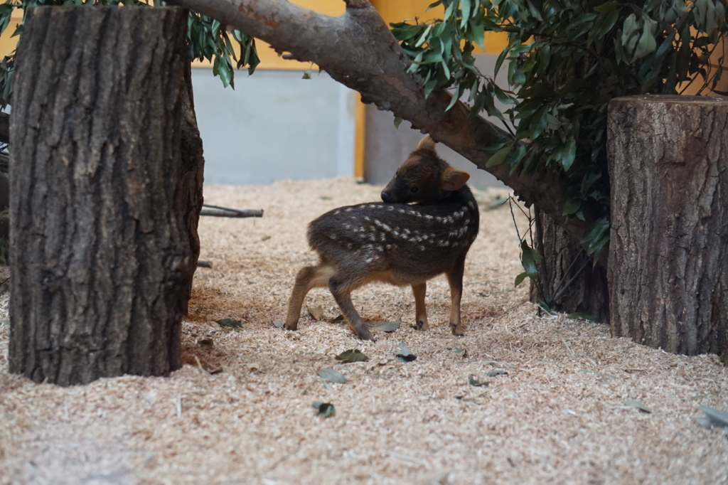 f:id:taroandjiro:20180701222331j:plain f:id:taroandjiro:20180701222331j:plain