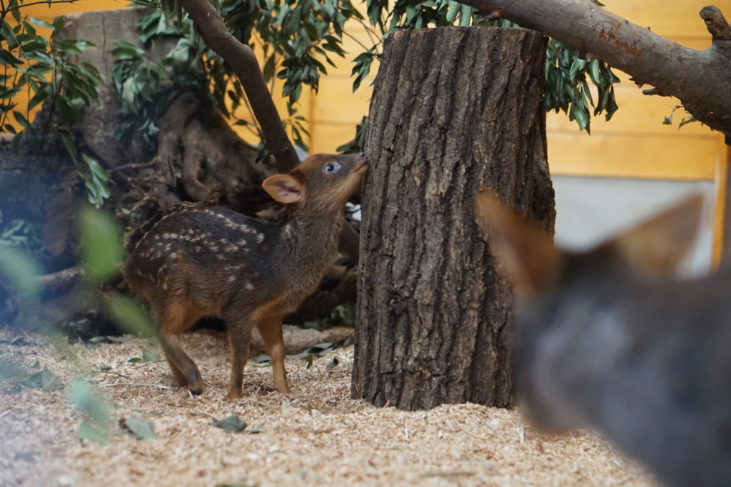 f:id:taroandjiro:20180701222436j:plain f:id:taroandjiro:20180701222436j:plain