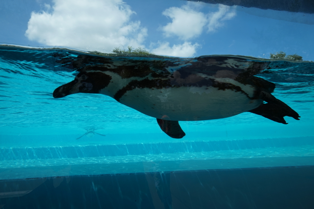 f:id:taroandjiro:20180701223230j:plain f:id:taroandjiro:20180701223230j:plain