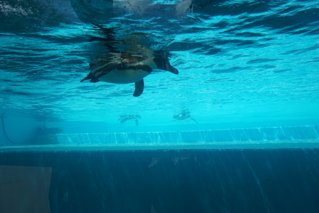 f:id:taroandjiro:20180701223258j:plain f:id:taroandjiro:20180701223258j:plain