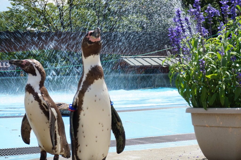 f:id:taroandjiro:20180701223809j:plain f:id:taroandjiro:20180701223809j:plain