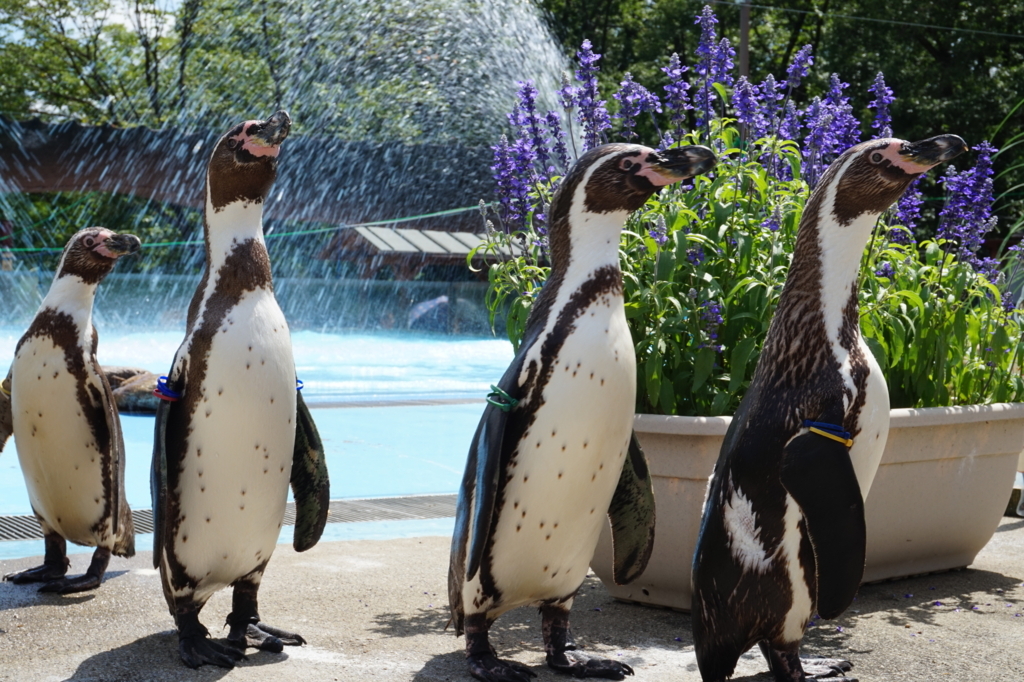 f:id:taroandjiro:20180701223839j:plain f:id:taroandjiro:20180701223839j:plain