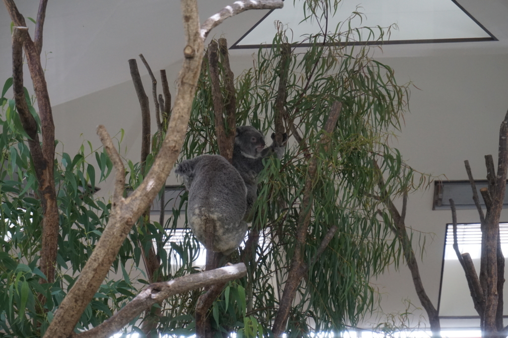 f:id:taroandjiro:20180701224153j:plain f:id:taroandjiro:20180701224153j:plain