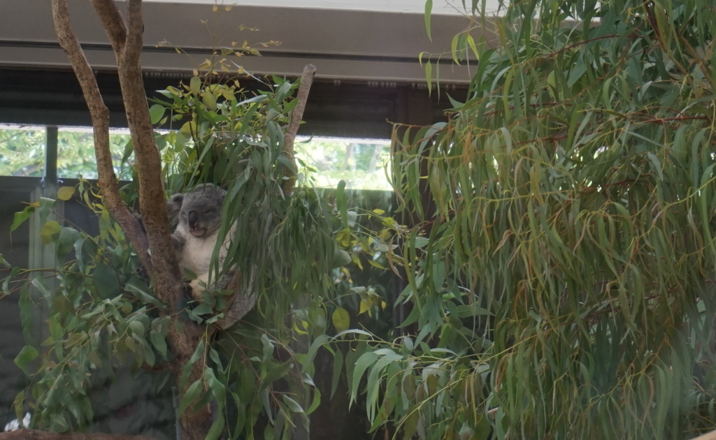 f:id:taroandjiro:20180701224400j:plain f:id:taroandjiro:20180701224400j:plain