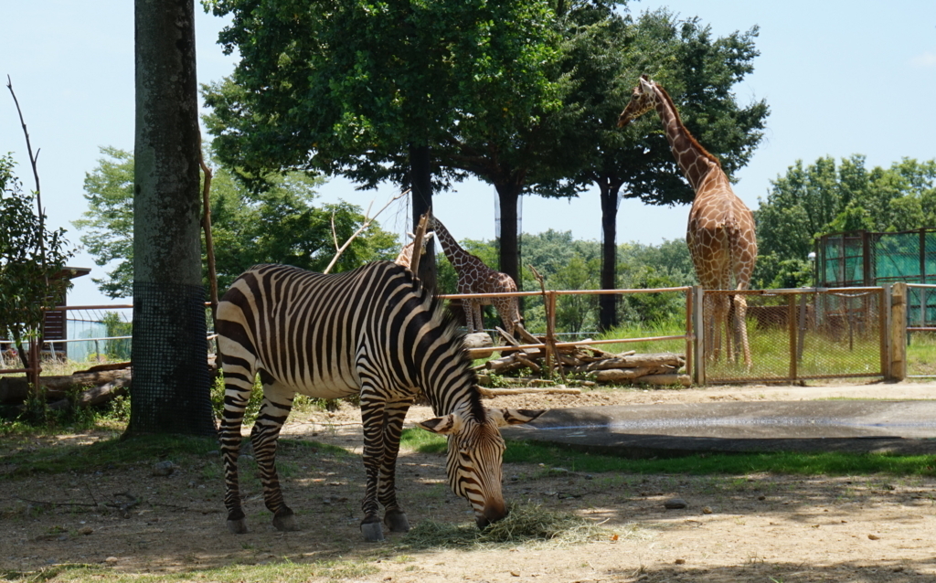 f:id:taroandjiro:20180701225054j:plain f:id:taroandjiro:20180701225054j:plain