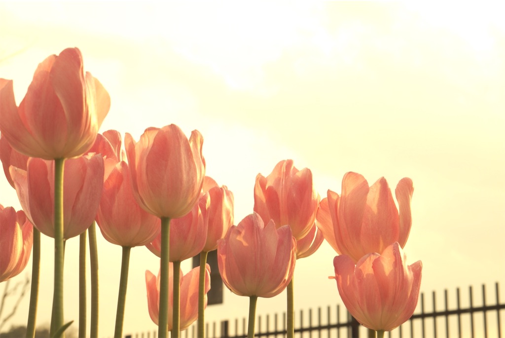 f:id:taroandjiro:20190410191809j:image f:id:taroandjiro:20190410191809j:image