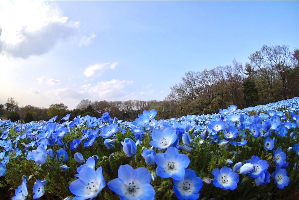 f:id:taroandjiro:20190410191813j:image f:id:taroandjiro:20190410191813j:image