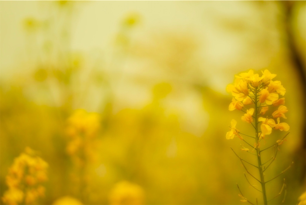 f:id:taroandjiro:20190410191818j:image f:id:taroandjiro:20190410191818j:image