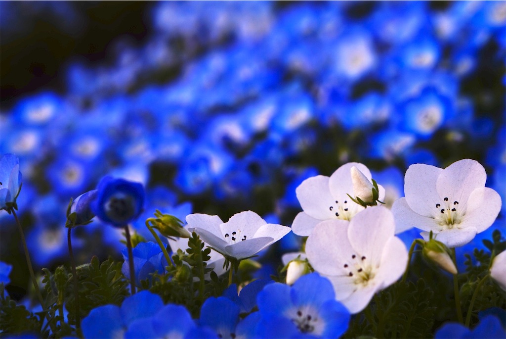 f:id:taroandjiro:20190410191826j:image f:id:taroandjiro:20190410191826j:image