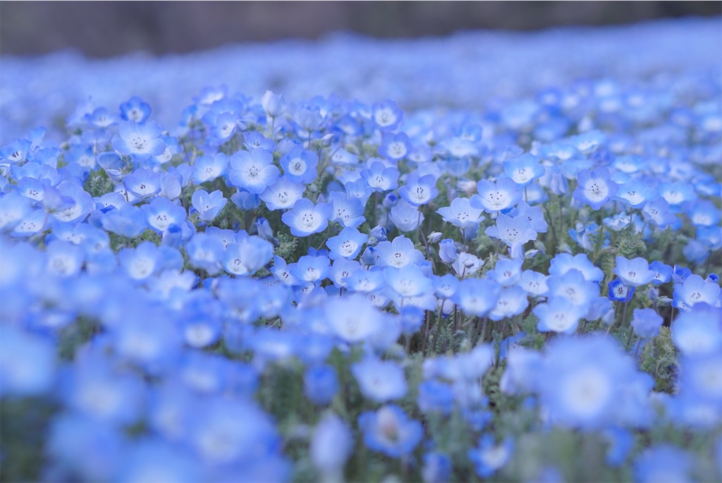 f:id:taroandjiro:20190410191830j:image f:id:taroandjiro:20190410191830j:image