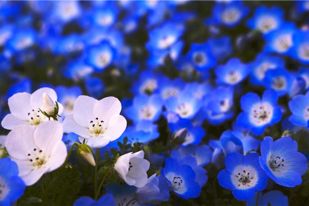 f:id:taroandjiro:20190410191836j:image f:id:taroandjiro:20190410191836j:image