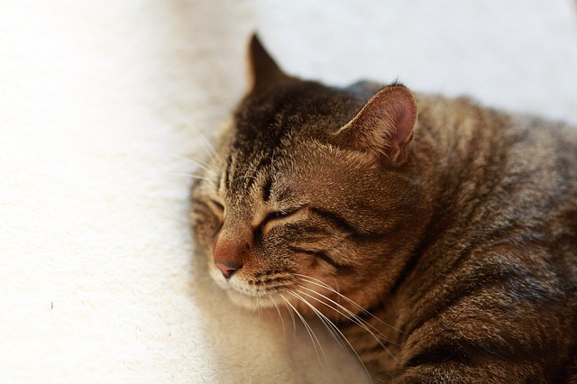 f:id:tarochan-kun:20190206002810j:plain f:id:tarochan-kun:20190206002810j:plain