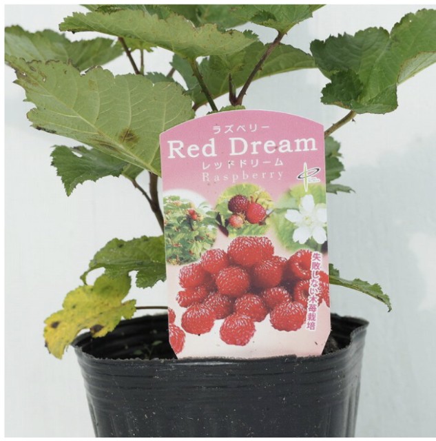 f:id:tarohanapapa:20230313104024j:image f:id:tarohanapapa:20230313104024j:image