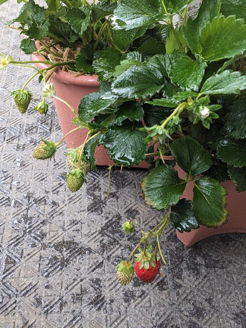 f:id:tarohanapapa:20230415063314j:image