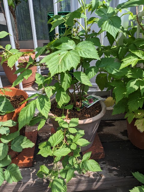 f:id:tarohanapapa:20230522215612j:image